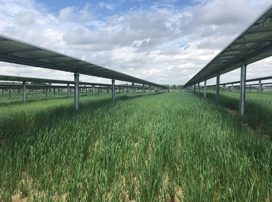 Minnesota Community Solar Field