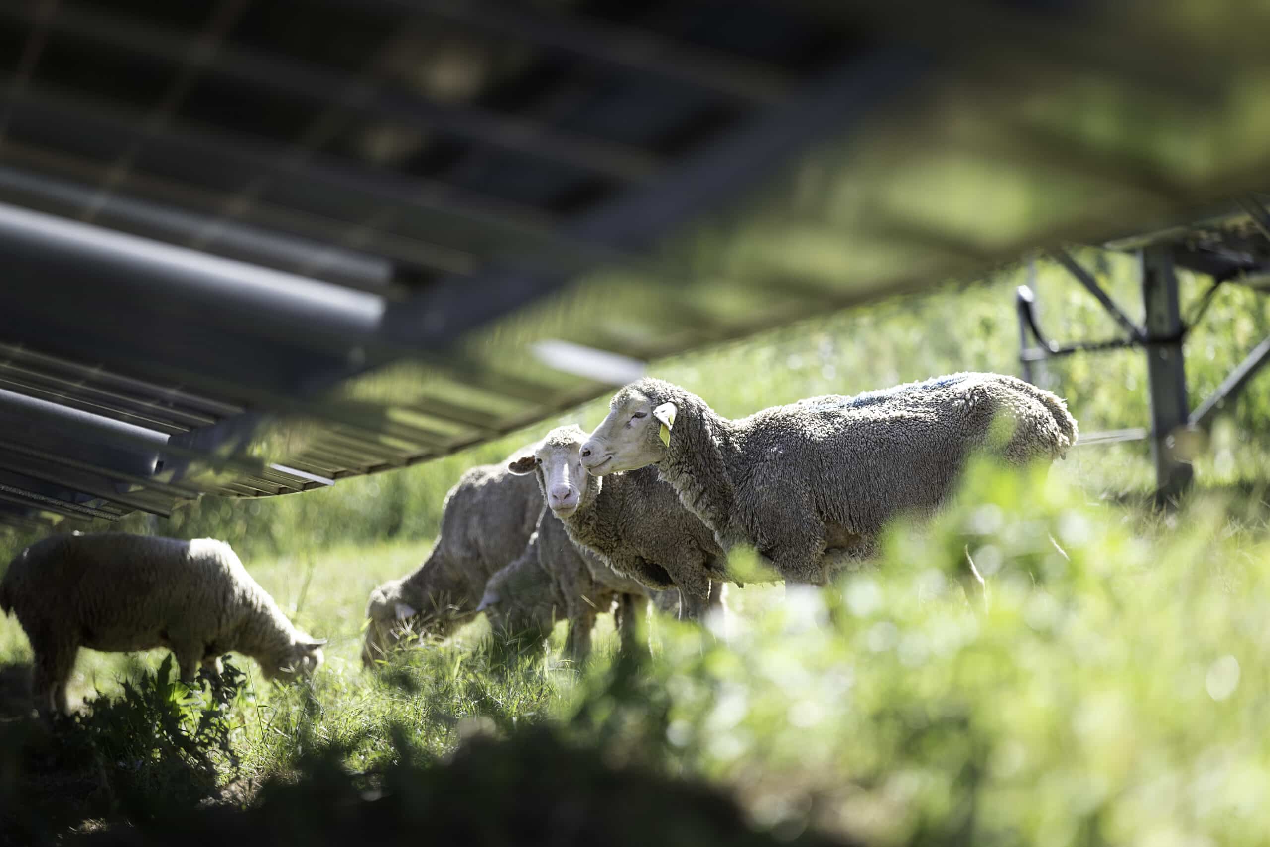 Illinois community solar portfolio